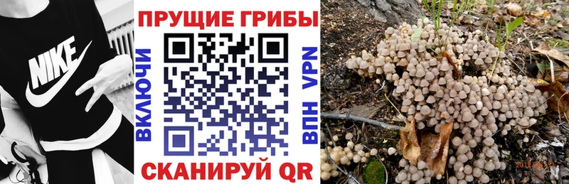 omg как зайти  Мурино  Псилоцибиновые грибы мухоморы 